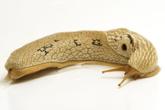 Emphysetes udzungwensis
